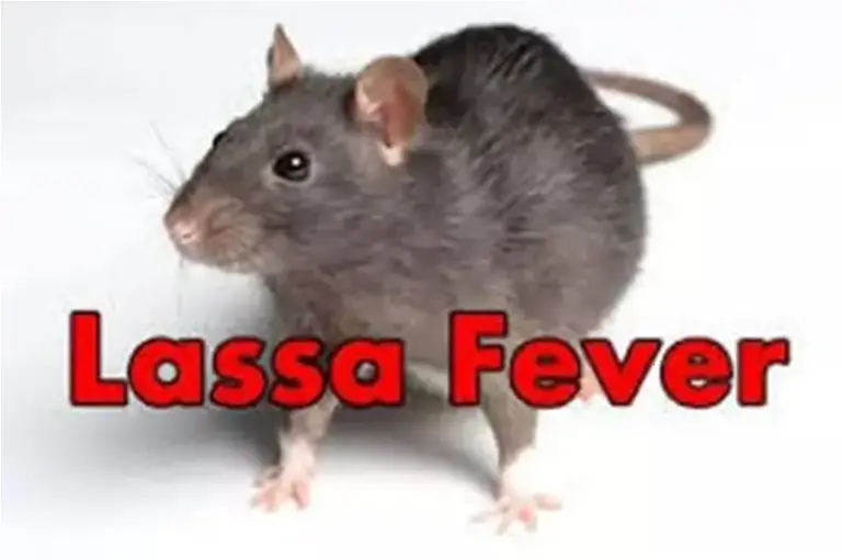 Lassa-fever-1