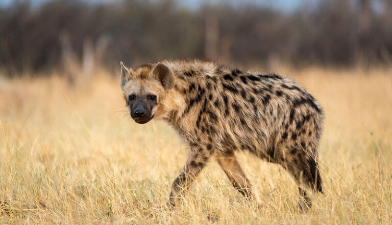 Hyena