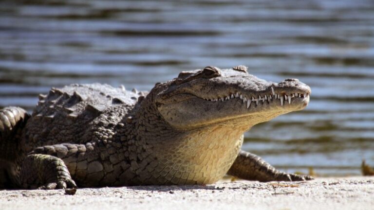 skynews-crocodile-file-pic_6180857-1024x576