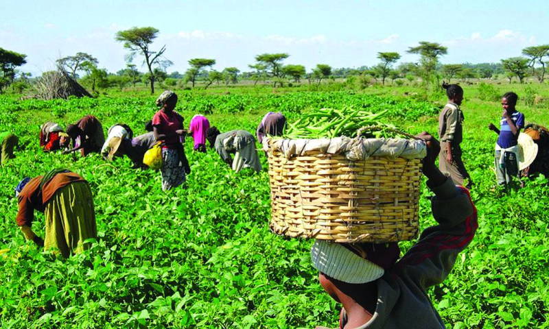 Farmers-at-Work-in-their-Various-Farms